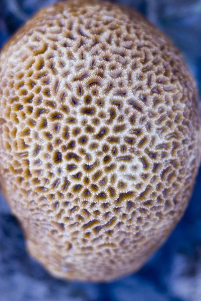 Stony coral — Stock Photo, Image