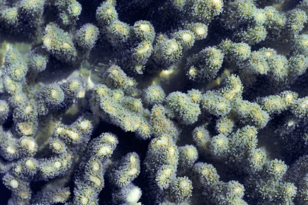 Finger coral polyps — Stock Photo, Image