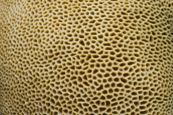 Goniastrea サンゴの表面 — ストック写真
