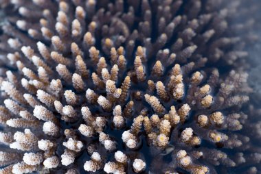 Acropora mercan