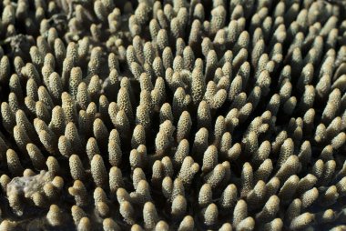 Acropora mercan millipora parmak