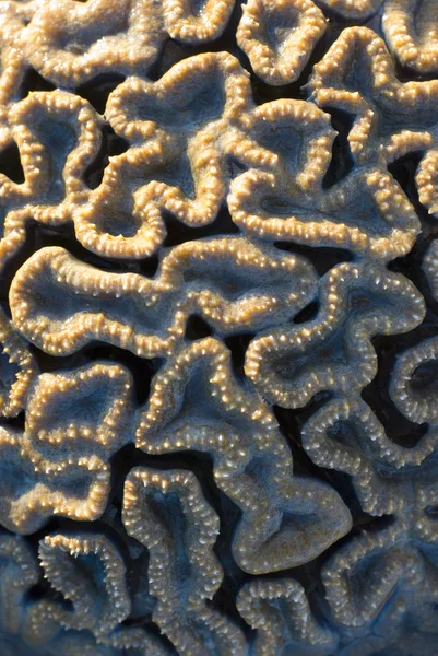 Brain coral, Flavia SP — Stock Photo, Image
