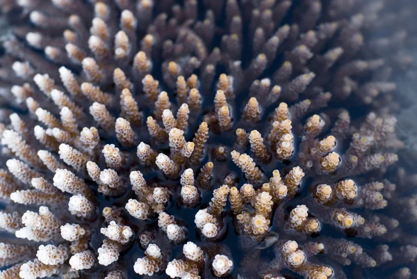 Acropora Coral — Stock Photo, Image