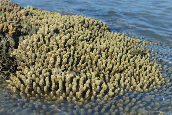 stock image Acropora millipora