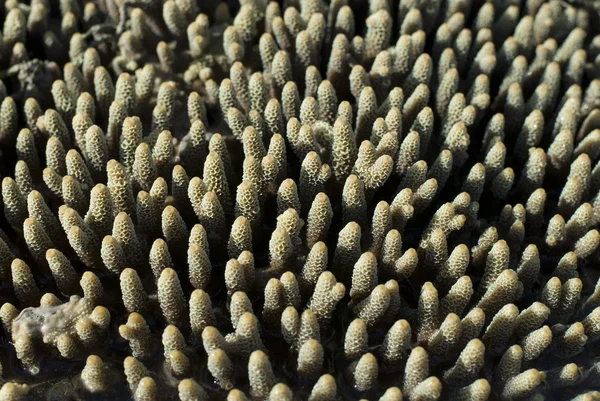 Acropora millipora coral fingers — Stock Photo, Image