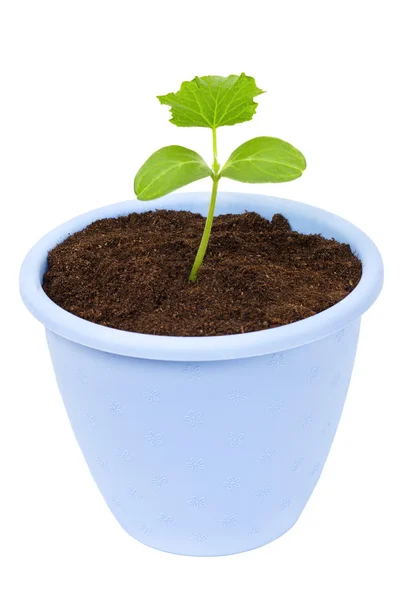 stock image Plant in a dark blue pot