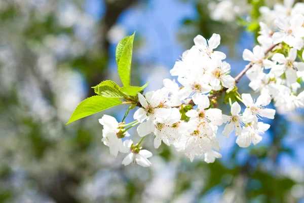 stock image Branch of a cherry