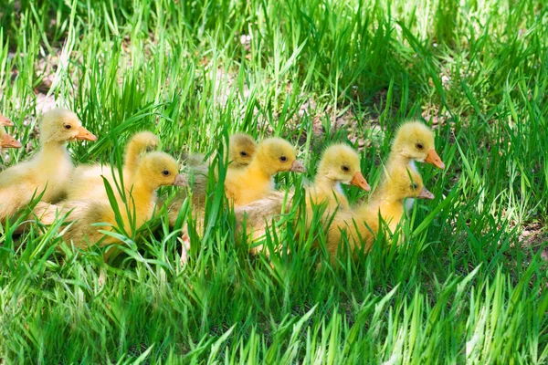 Gooses dans une herbe Images De Stock Libres De Droits