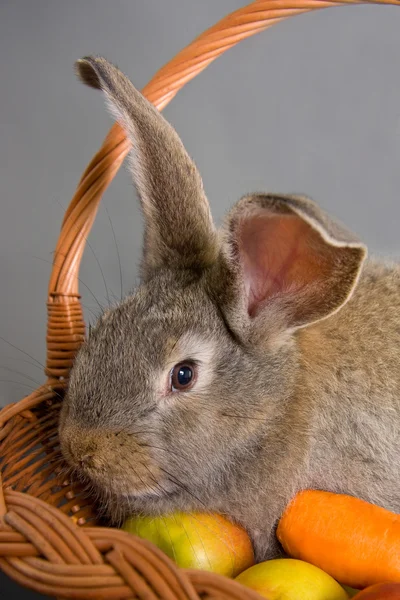Conejo —  Fotos de Stock