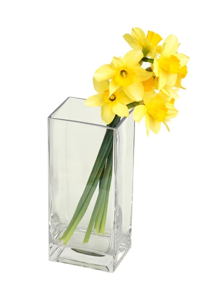 Narcissusesna i en fyrkantig vas Stockbild