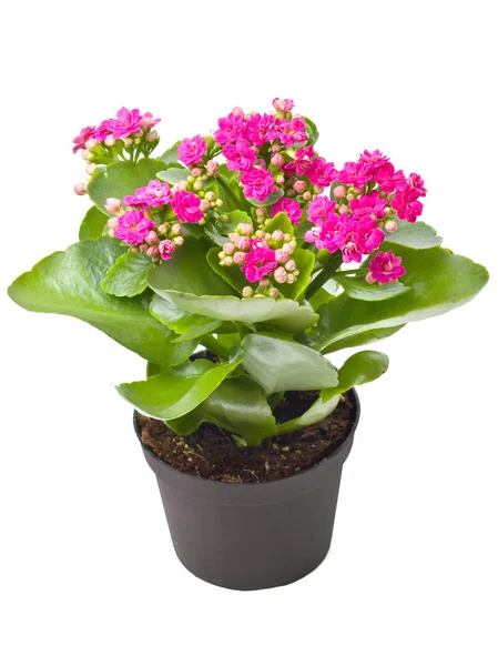 stock image Kalanchoe Calandiva