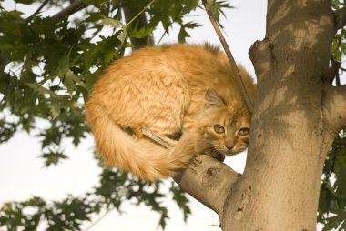 bir ağaca tırmanmak kedi