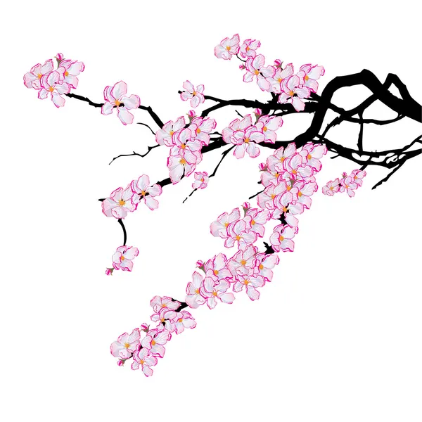 2,385 Cherry blossom outline Vector Images, Cherry blossom outline ...