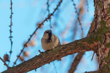 Serçe larch dal