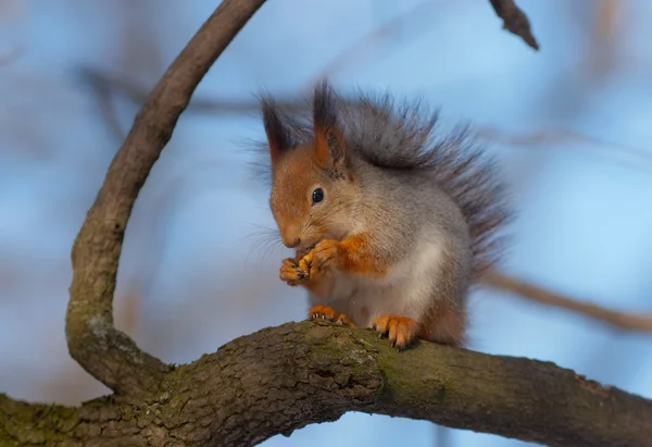 A mókus a fán — Stock Fotó