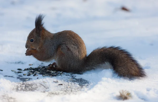 Écureuil mange des graines de tournesol — Photo