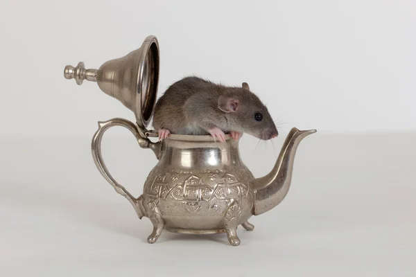 Szczur w czajnik — Zdjęcie stockowe