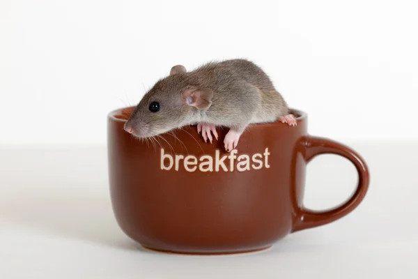 一杯里的老鼠 — 图库照片
