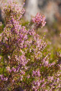 güneşli heather