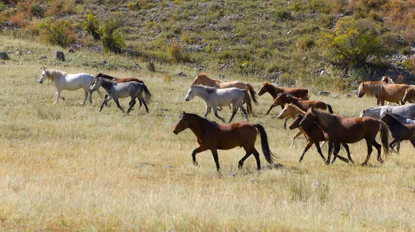 stock image Herd of horses on a pasture