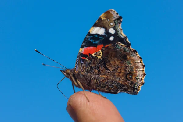 Butterfly on a finger — Stock Photo, Image