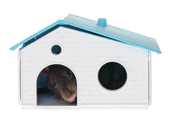 Domestic rat — Stock Photo, Image