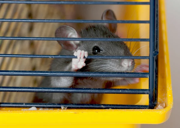 Pequeña rata en una jaula —  Fotos de Stock