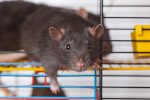 Kleine neugierige schwarze Ratte — Stockfoto