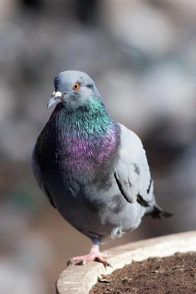 stock image Pigeon standing on one foot