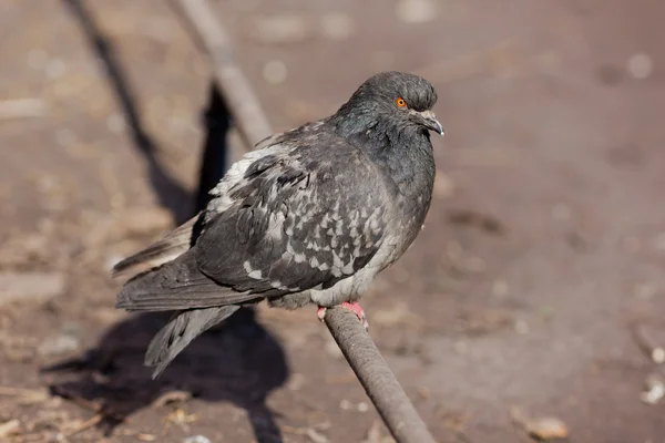 Portrait of a gray pigeon — Stock Photo, Image