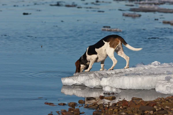 狗喝水 — 图库照片