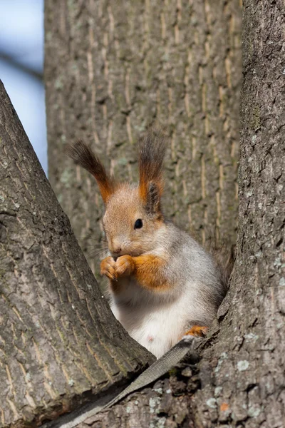 Esquilo em um ninho — Fotografia de Stock