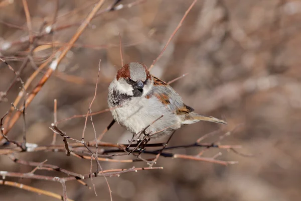 Sparrow på bush grenar — Stockfoto