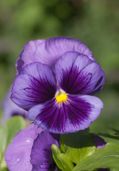 Violet close-up — Stockfoto