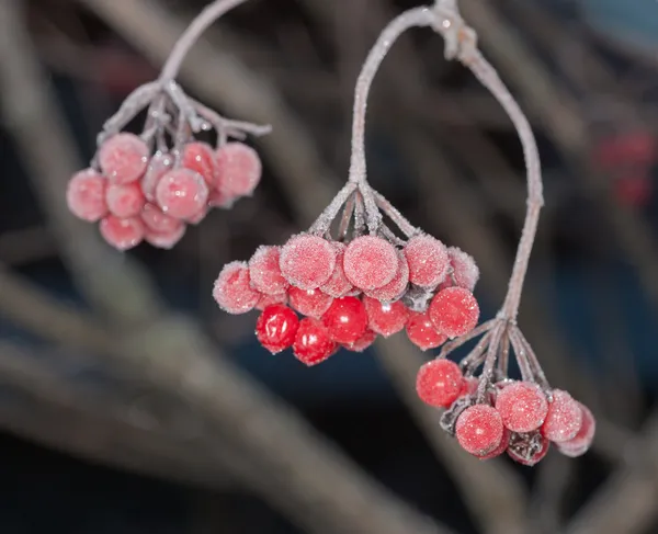 흰 서 리 아래 열매 — 스톡 사진