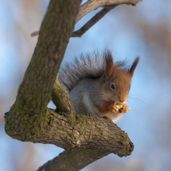 The squirrel — Stock Photo, Image