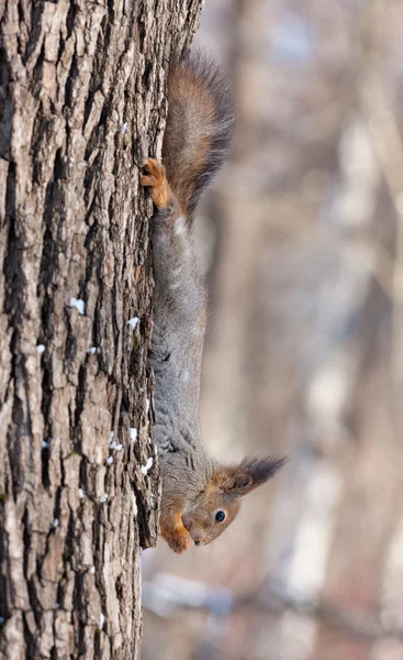 Écureuil sur un tronc d'arbre — Photo