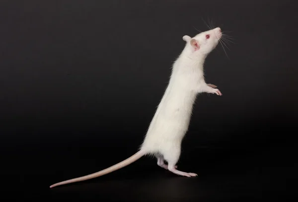 검은 배경 쥐 — 스톡 사진