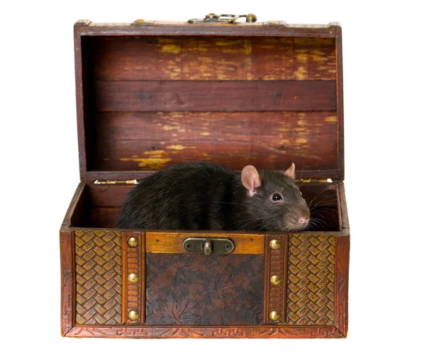 stock image Black rat in chest