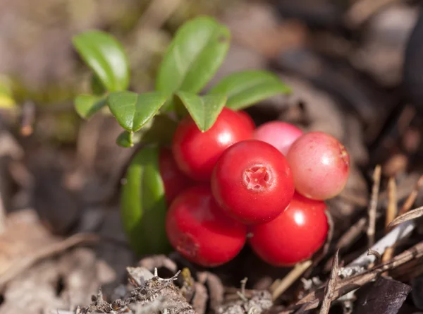 Cowberry close up — Stock Photo, Image