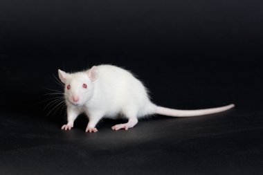 White rat clipart