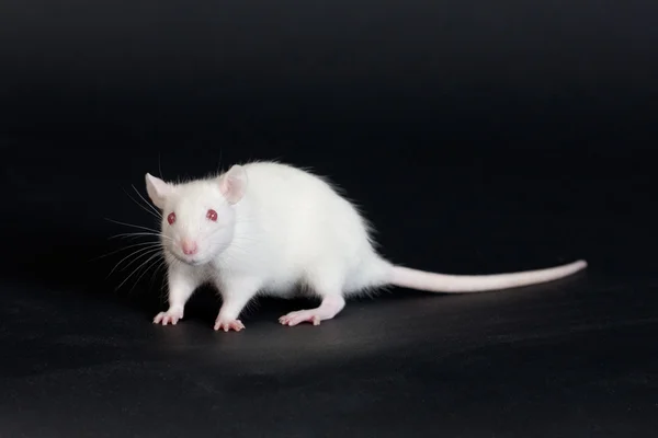 Szczur biały — Zdjęcie stockowe