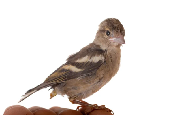 Noworodek ptak z bliska — Zdjęcie stockowe