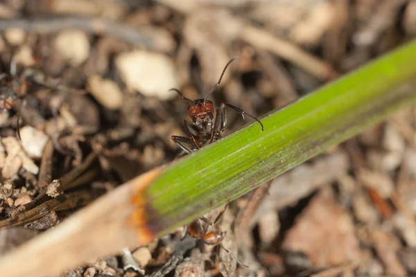 Ciekawy mrówka — Zdjęcie stockowe