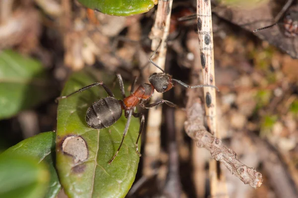 Ameise in einem Ameisenhaufen — Stockfoto