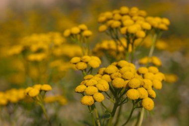 Tansy close up clipart