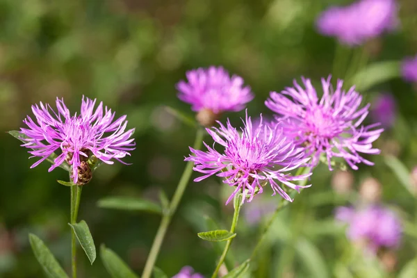 Thistle flowers in a summer — Stock Photo, Image