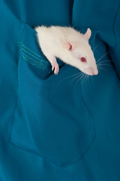 White rat in a pocket — Stock Photo, Image