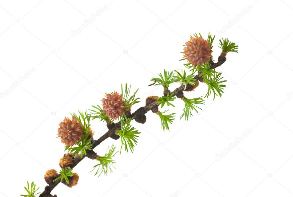 Branch of a larch