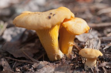 cerrar joven chanterelles